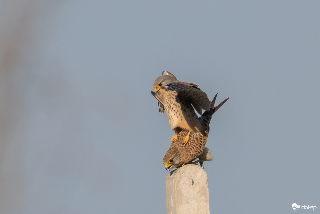 A vörös ötven árnyalata