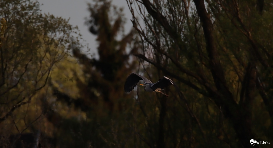 Esti fényben suhanó...