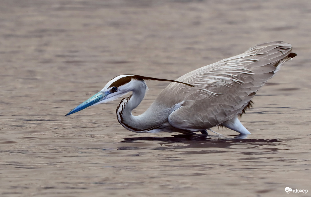 Kék csőrű gémek jelentek meg az április elsejei eső miatt. :)))