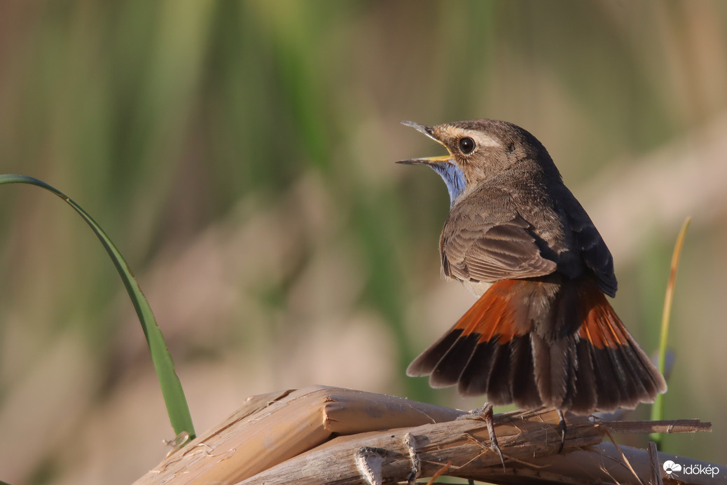 Na de kérem, a pompolómat ne fotózza!!! -- 