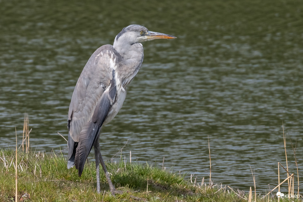 Pihenő