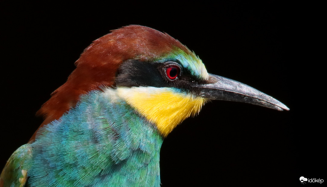Jobb profil
