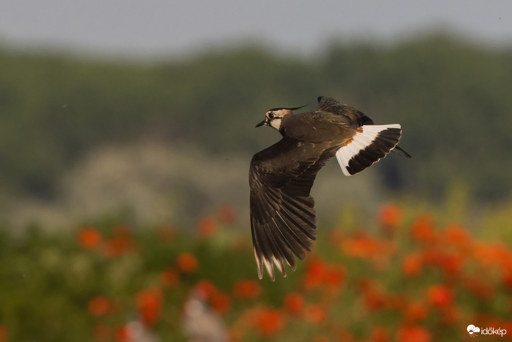 Pipacsok felett suhanó...