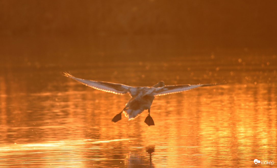 Suhanás az arany folyó felett...