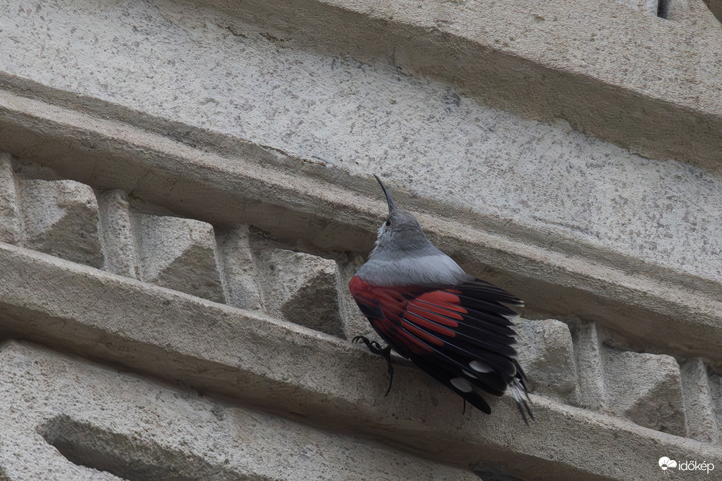 Ne fotózd a pompolómat amikor vadászok!!! -- 