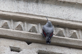 Sziklamászó... helyett falmászó -- 