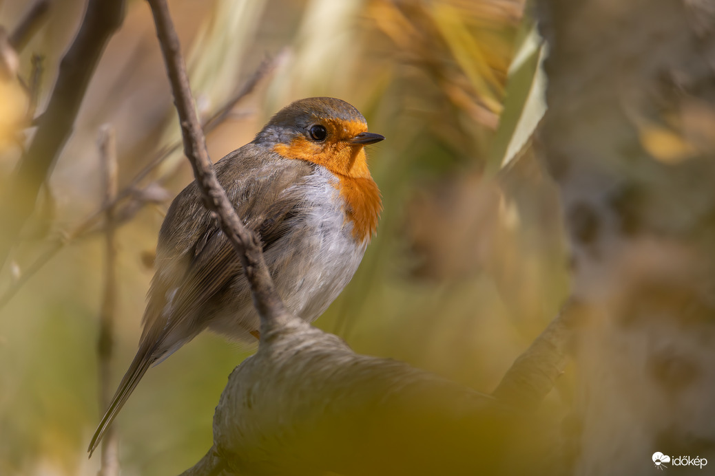 Őszi környezetben... -- 