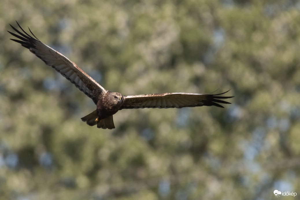 Ha ő megjelenik, mindenki elbújik... -- 