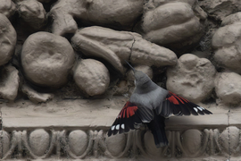 Vadászrepülő... -- 