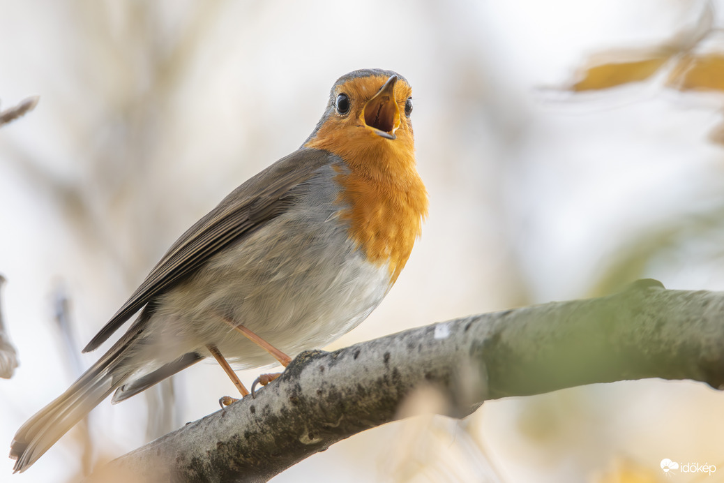 Sikerült dalra fogni a kis csattogót.... -- 