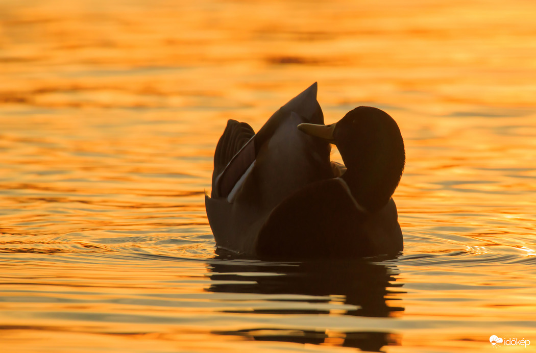Aranyban tollászkodó...