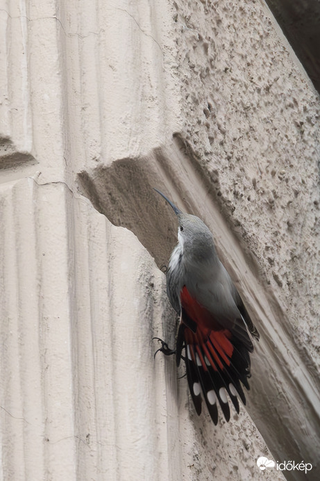 Pókkereső üzemmód -- 