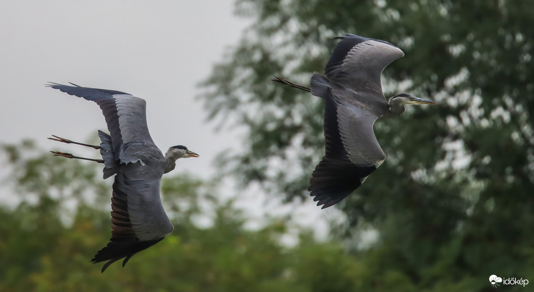Elkaplak, megfoglak, megeszlek...