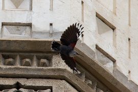 Száguldás a vigadónál... -- 