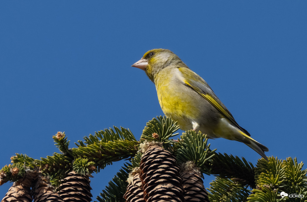 Zöldfenyőn