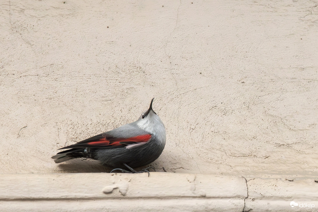 Kicsit fenn hordja az "orrát"... Nézzük el neki, van mire... -- 