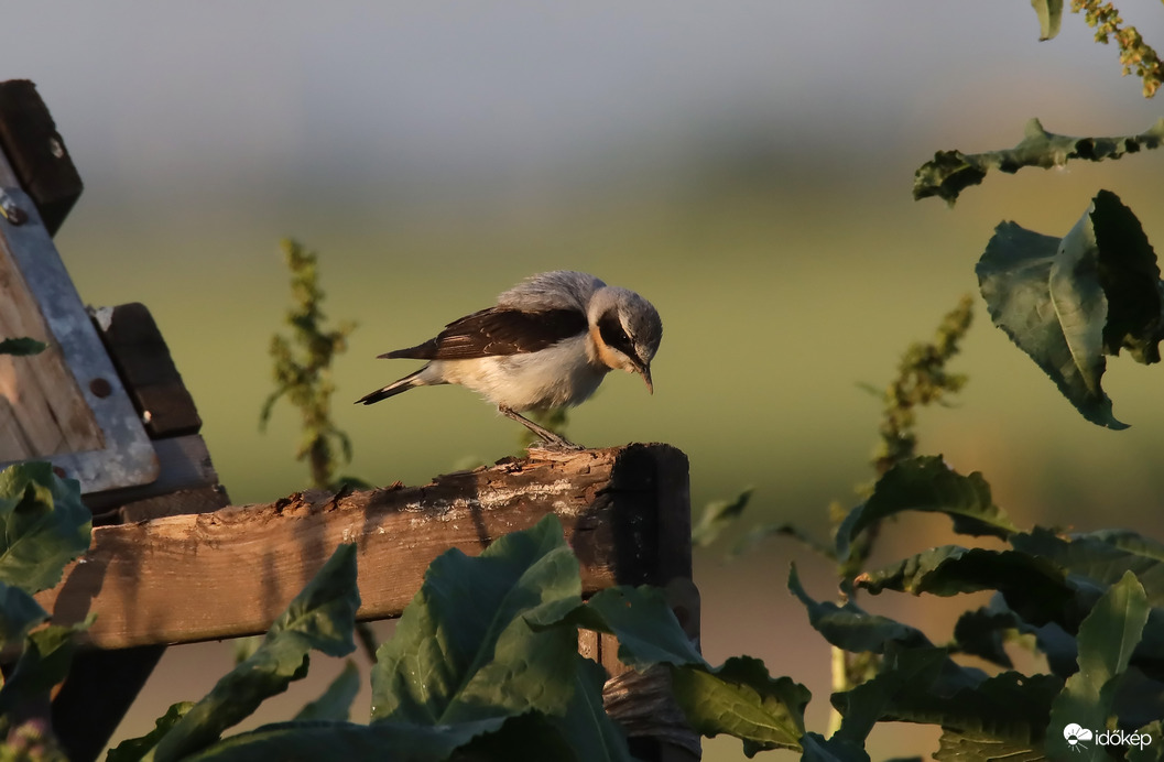 Raklap kilátó dísznövényekkel