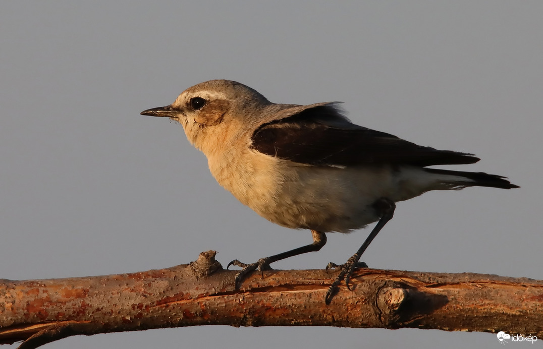 Az utolsó sugarak begyűjtése