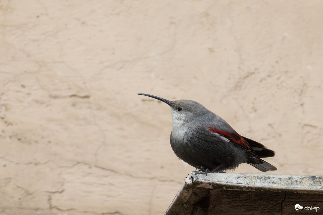A vigadó tér sztárja... -- 