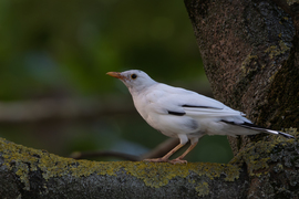 Egyedi -- 