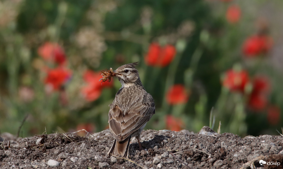 Viszem a fiókámnak