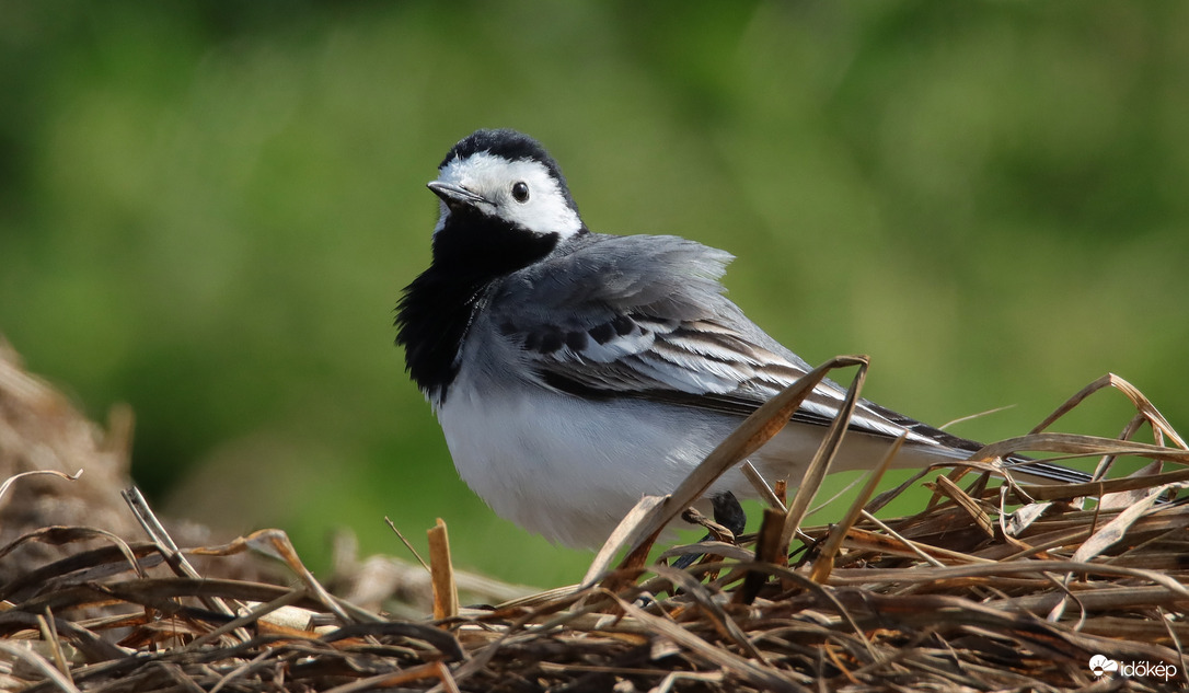 Szalmaszálon billegő
