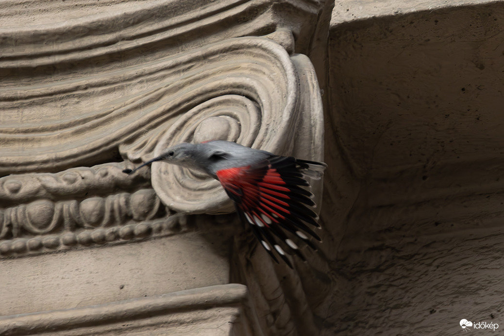 Mondtam, hogy elkaplak! -- 