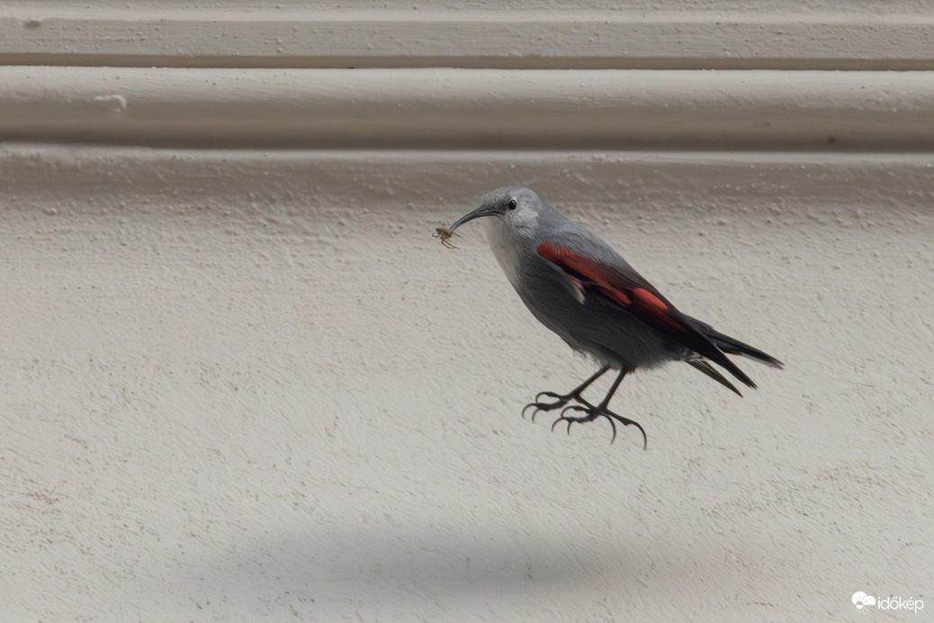 Repülő pók hajnalmadárral...