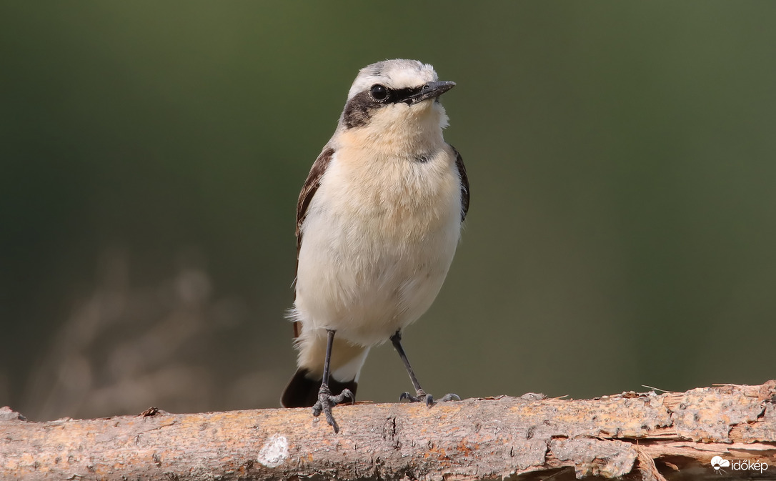 Csak pózolok kicsit...