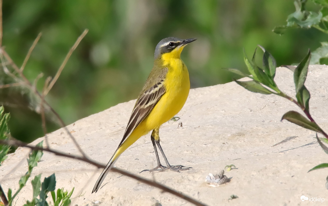 Sárga billegető