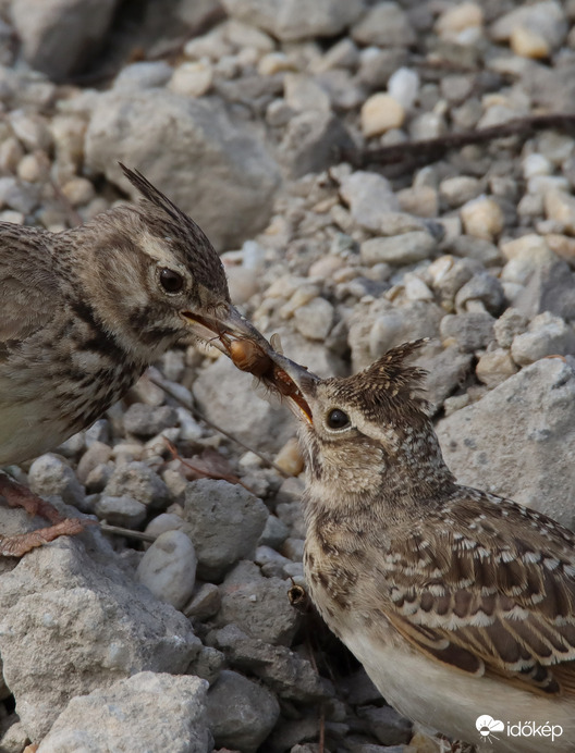 Szülői gondoskodás