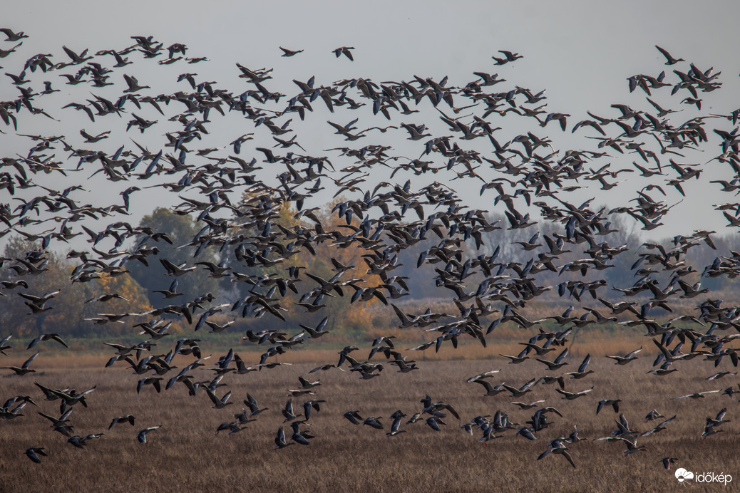 Apaji vadlúd sokadalom
