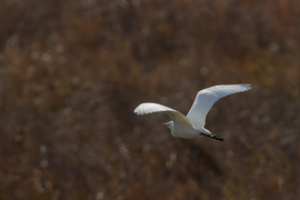 Repülő pásztor... -- 