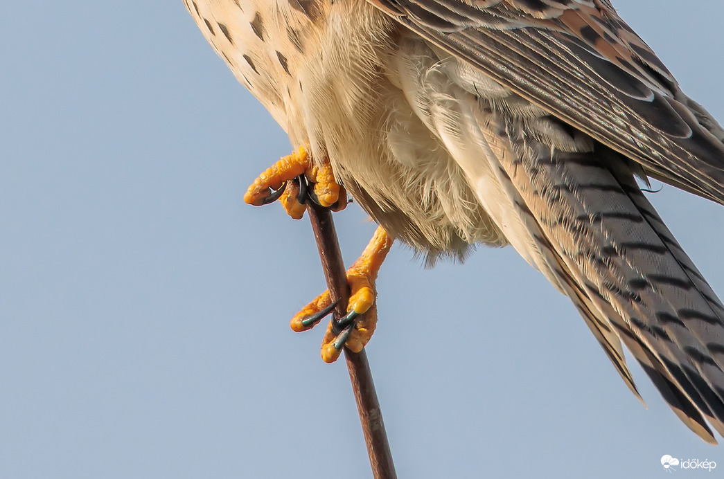 Manikűröst keresek... Ki vállal?