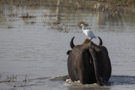 Szarvak között... -- 