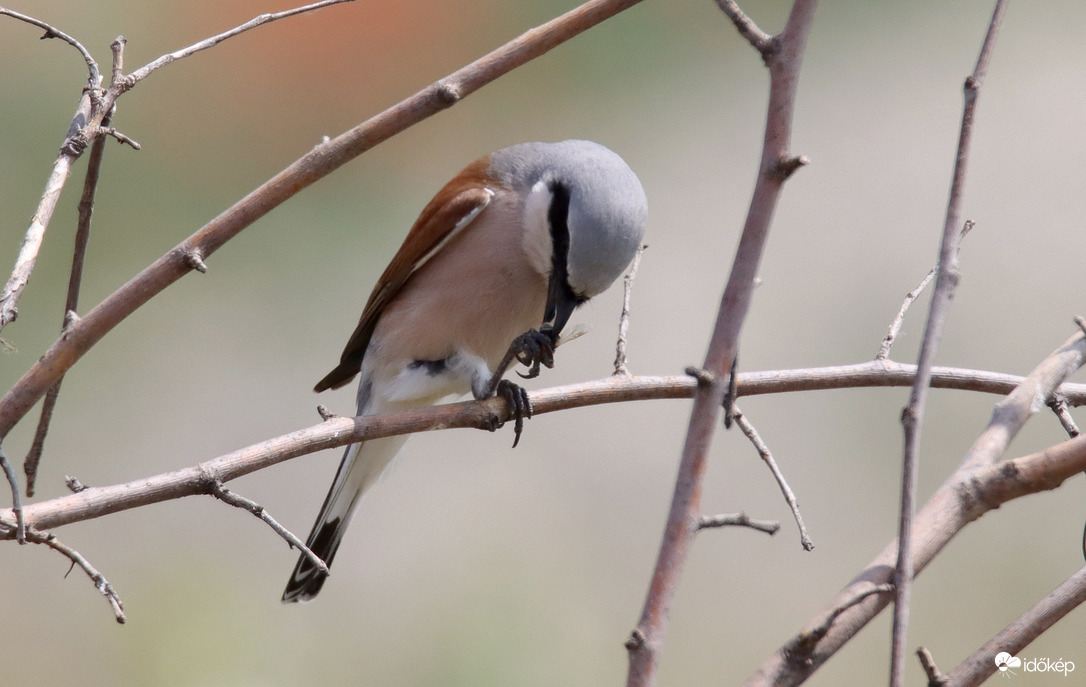 Szépen együnk, kézből...