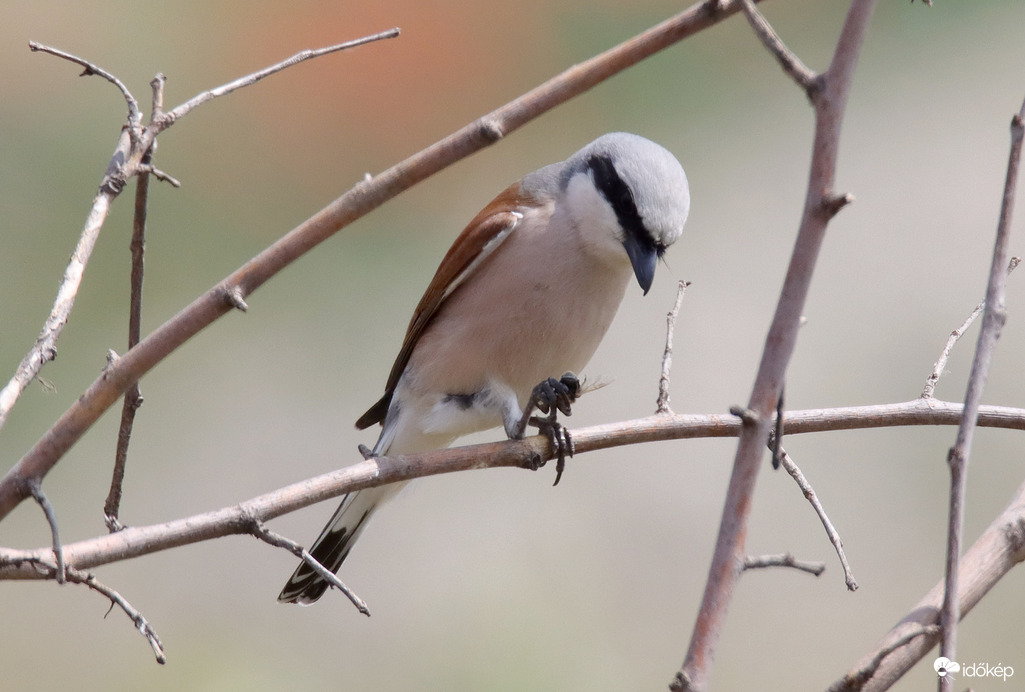 Szépen együnk, kézből...