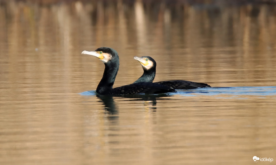 Gyere anyjuk itt lesznek a halak.