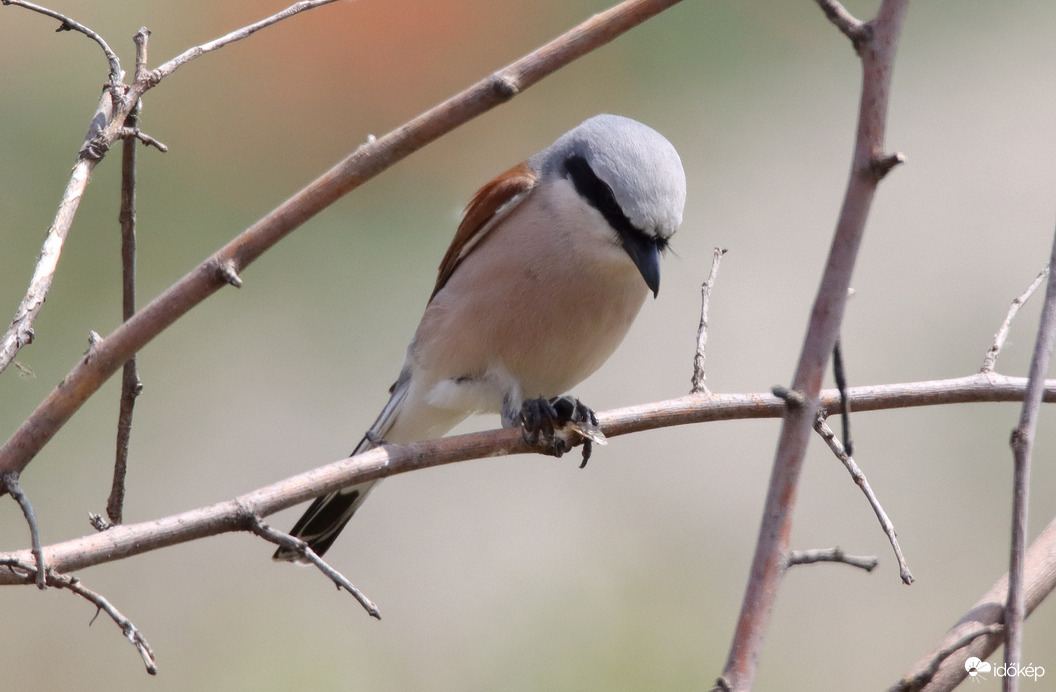 Hol egy tövis? Már szúrom is...