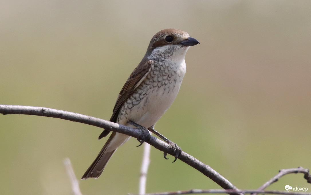 Tövisszúró gébics