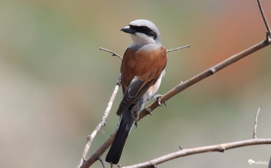 Tövisszúró gébics