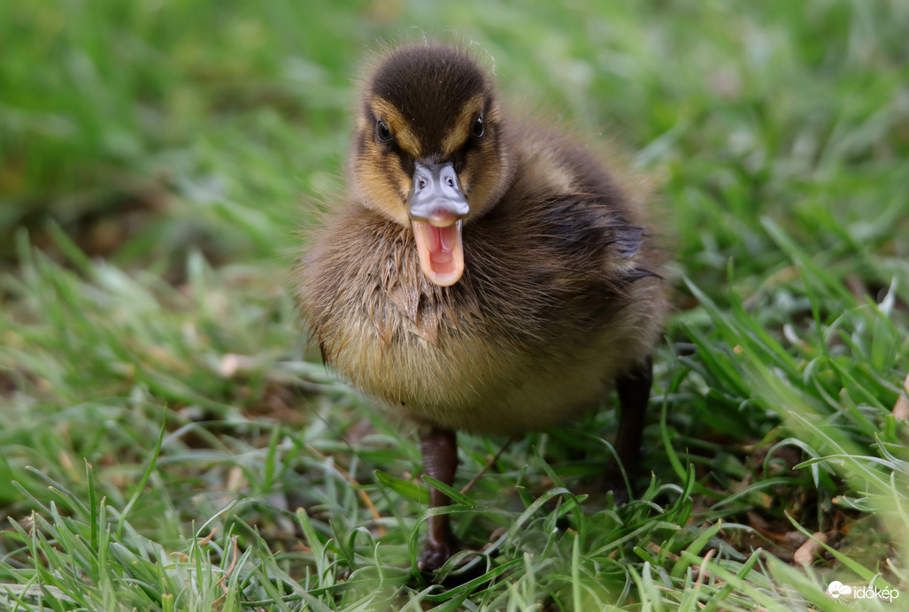 Helló, a nevem cuki...