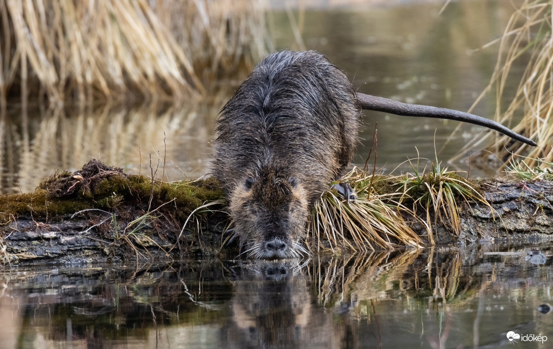 Emelőkarral... Nutria