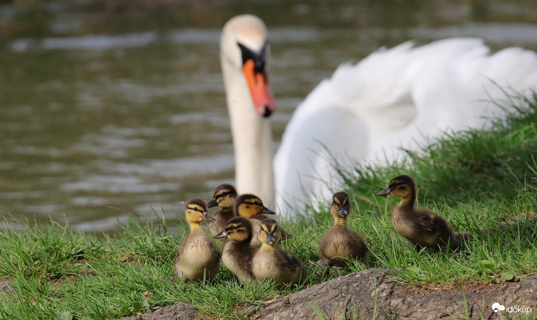Vigyázzatok, jön a nagy fehér!