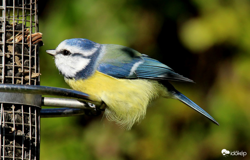 Kapaszkodás a szélben