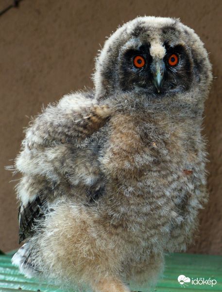 Babagoly
