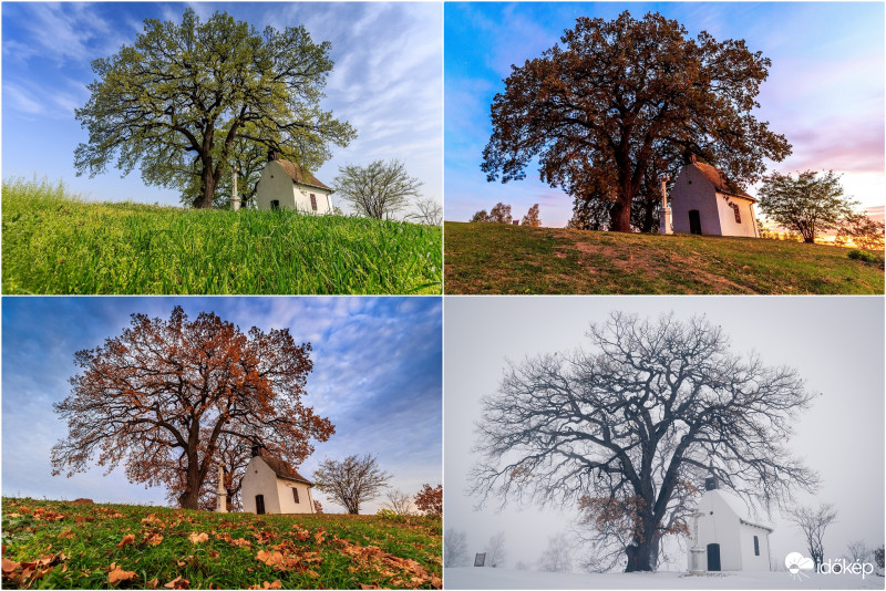 Négy évszak a molyhos tölgyeknél.