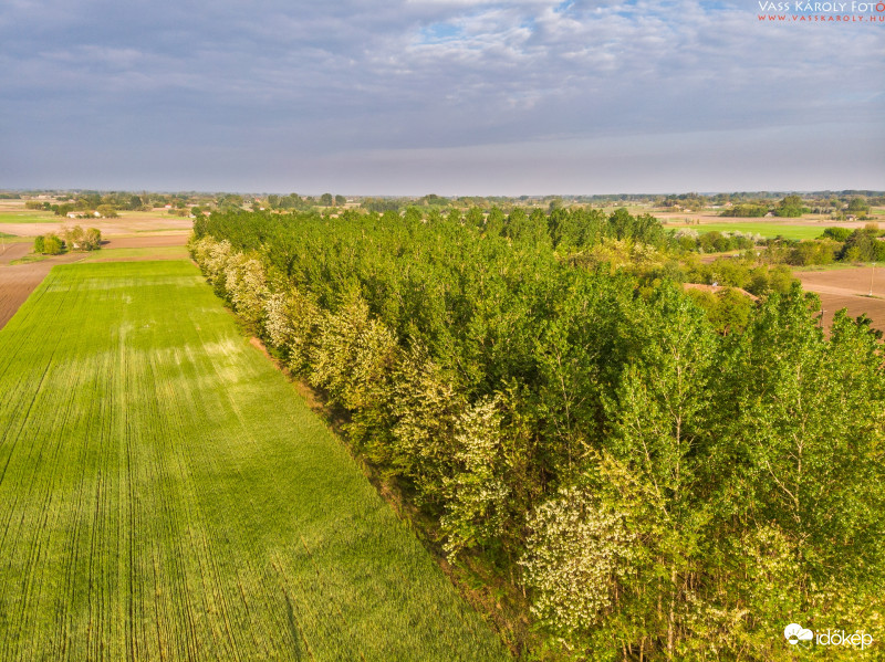 Virágzó akácerdő
