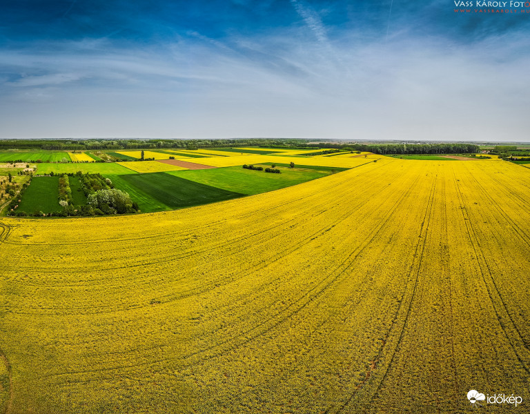 Végtelen repcemezők
