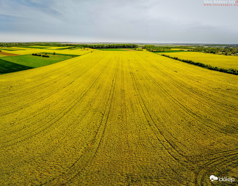 Végtelen repcemezők